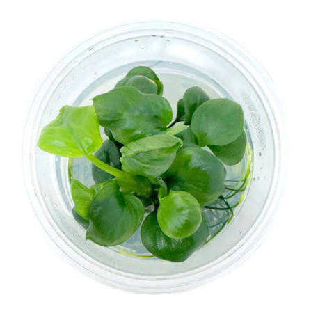Anubias Gold Coin TC