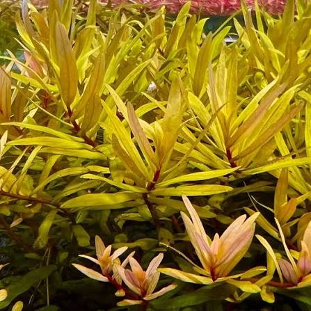 Nesaea Golden