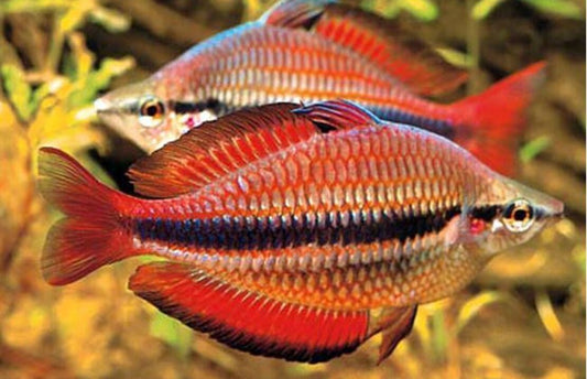 Goyder River Rainbow