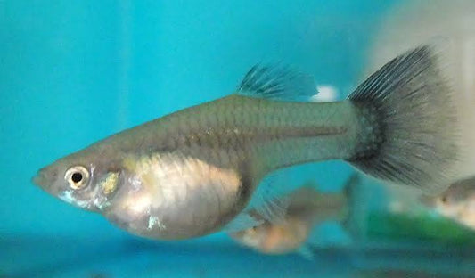 Guppy Green Delta Tail F