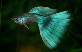 Guppy Green Delta Tail M