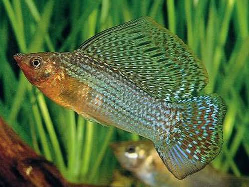 Molly Sailfin Green