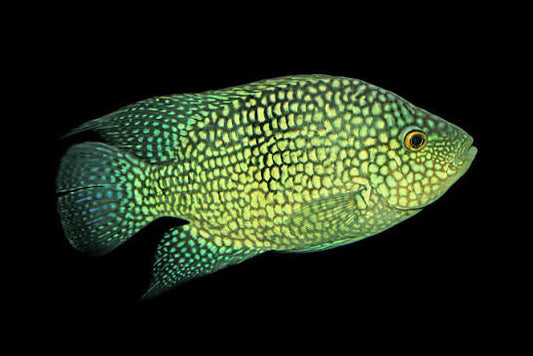 Texas Green Cichlid