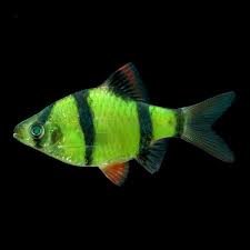 Green Glow Barb