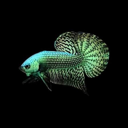 Betta Male Green/Black Dragon