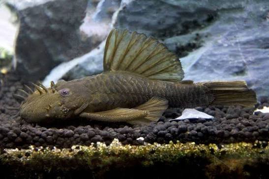 BN Pleco Green Dragon