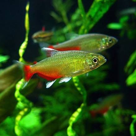 Green Fire Tetra