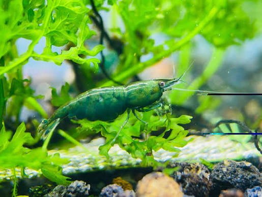 Green Jade