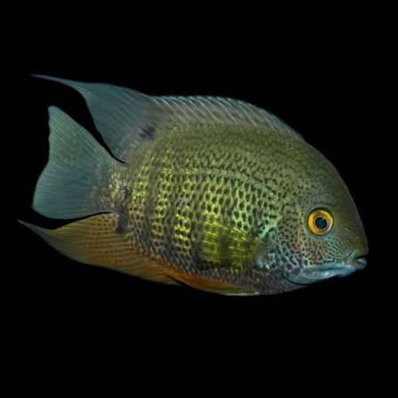 Peruvian Green Severum