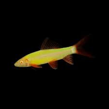 Green Glow Shark