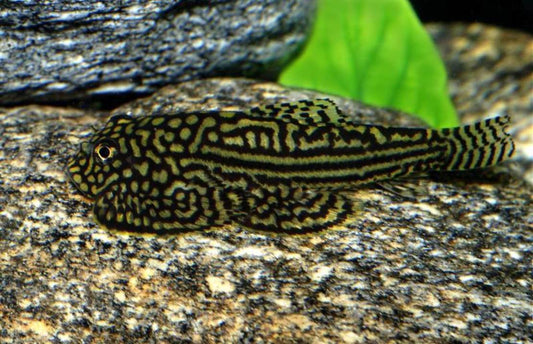 Hillstream Loach