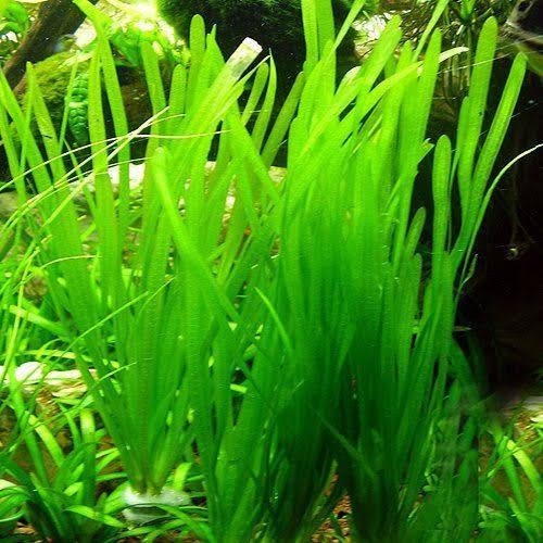 Vallisneria Italian