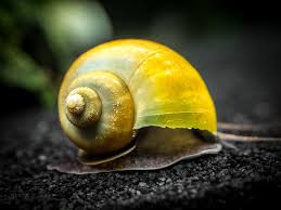 Jade Mystery Snail