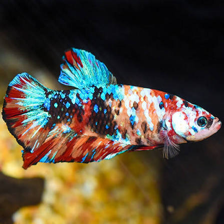 Betta Male Koi