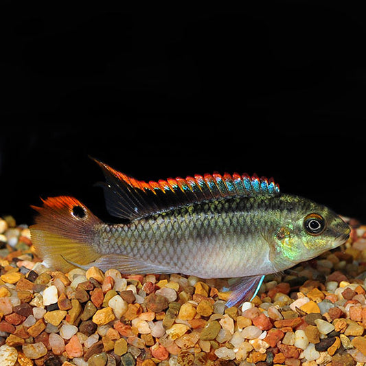 Kribensis