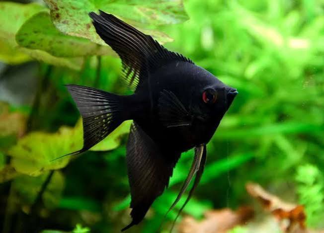 Angel Black Longfin