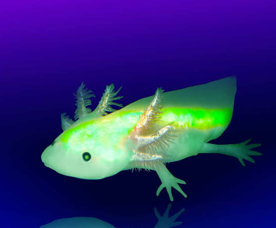 3" Lucy GFP