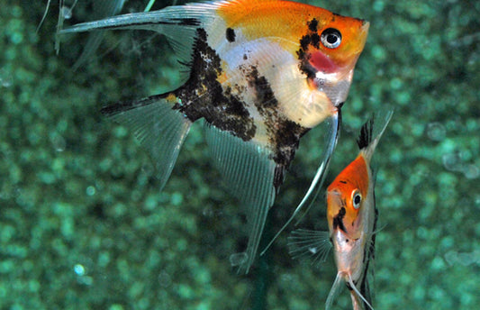 Mixed Angelfish (M)