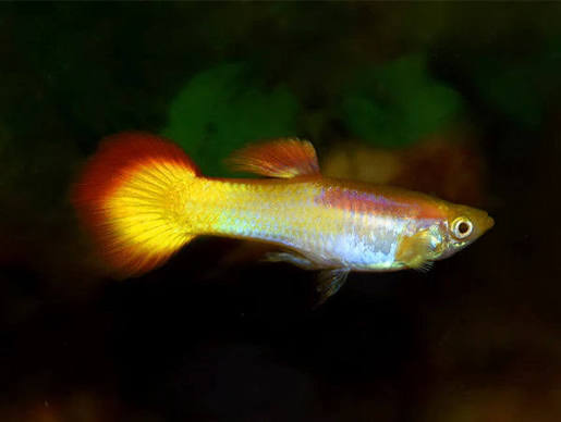 Guppy Sunset M