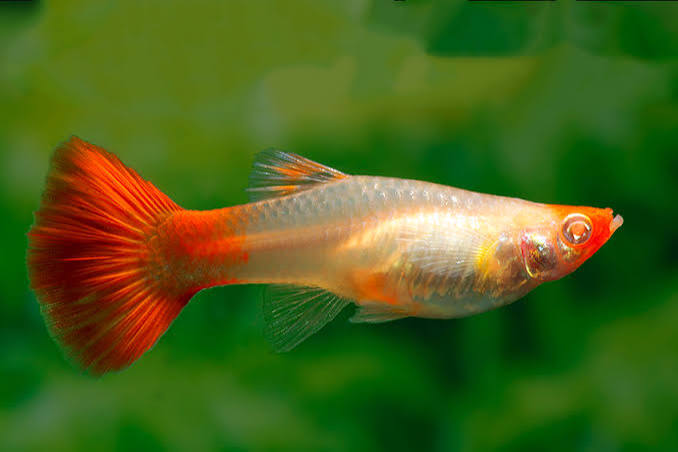 Guppy Miracle Koi F