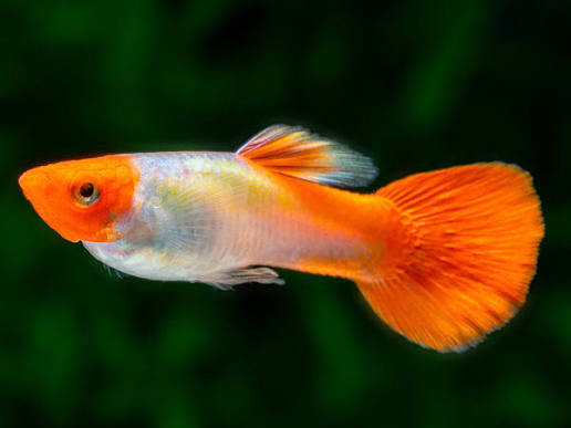 Guppy Miracle Koi M