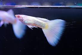 Miracle Platinum Guppy