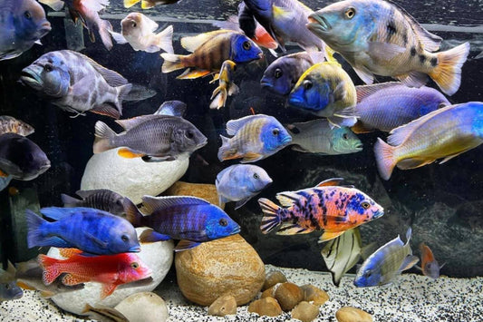 African Cichlids L Mixed