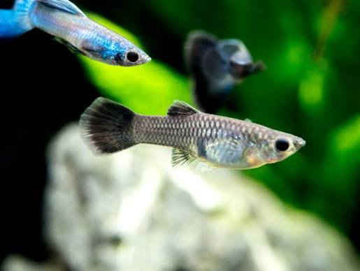 Guppy Moscow Blue F