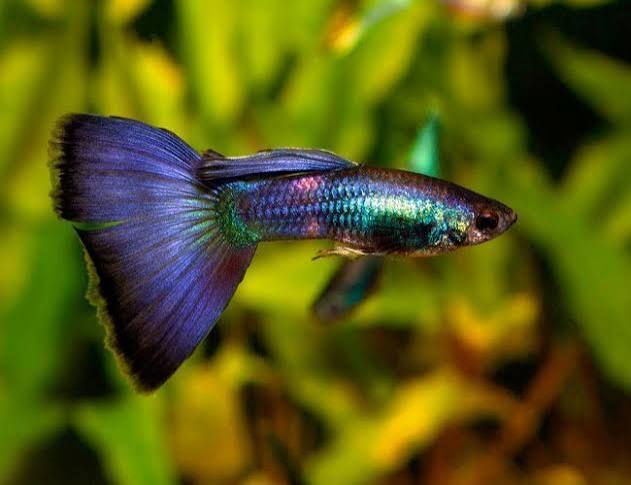 Guppy Moscow Blue M
