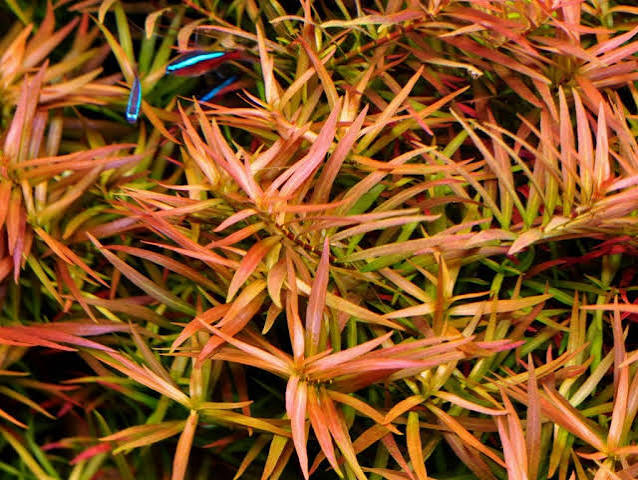 Ludwigia Needle Leaf