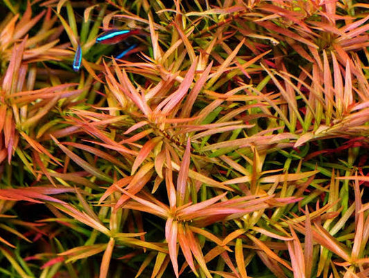 Ludwigia Needle Leaf