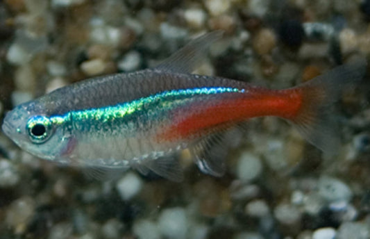 Neon Tetra