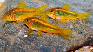 Orange Laser Cory