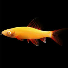 Orange Glow Shark