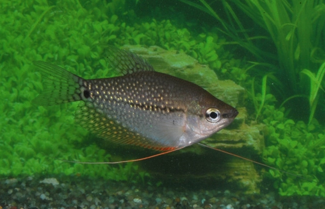 Pearl Gourami