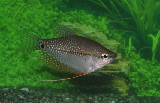 Pearl Gourami