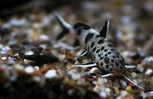 Synodontis Petricola