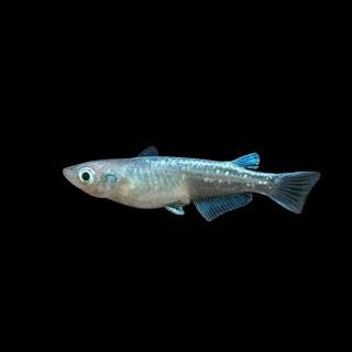 Rice Fish Platinum