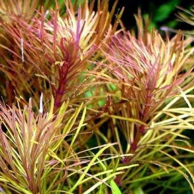 Pogostemon Dassen