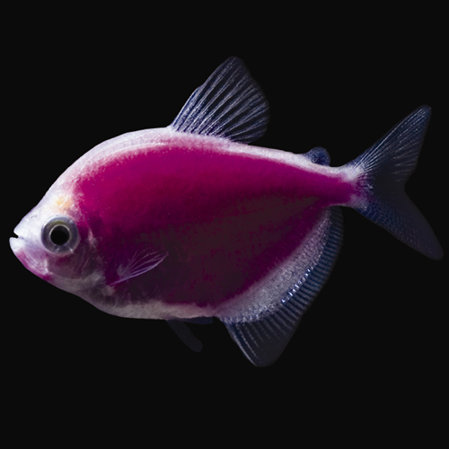 Purple Glow Tetra
