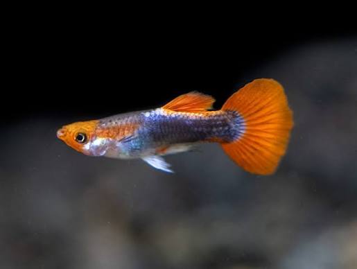 Guppy Neon Red/Blue Tux M