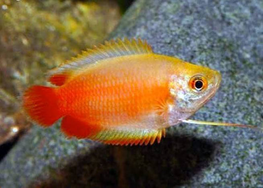 Red Gold Honey Gourami
