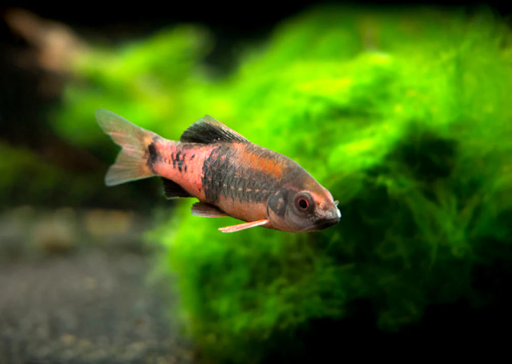 Red Panda Barb