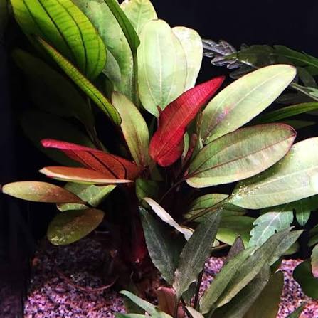 Sword Red Pearl