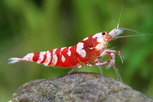 Red Taiwan