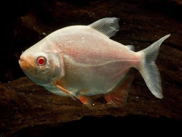 Pacu Red Albino