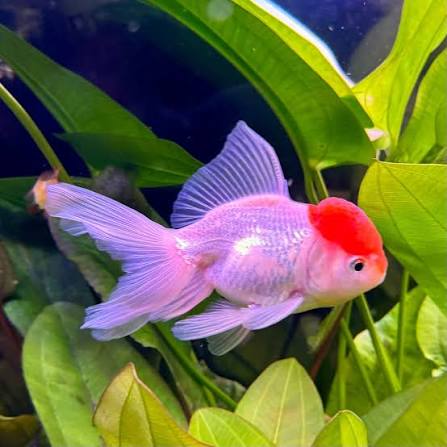 Oranda Red Cap