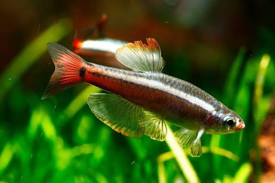 Minnow Red Cloud