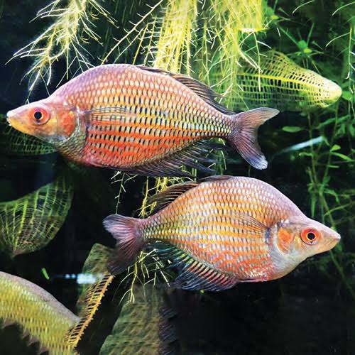 Red Dragon Rainbowfish