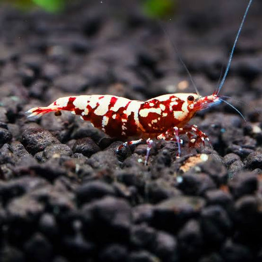 Red Galaxy